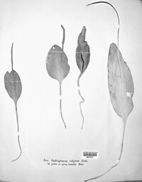 Ophioglossum vulgatum image
